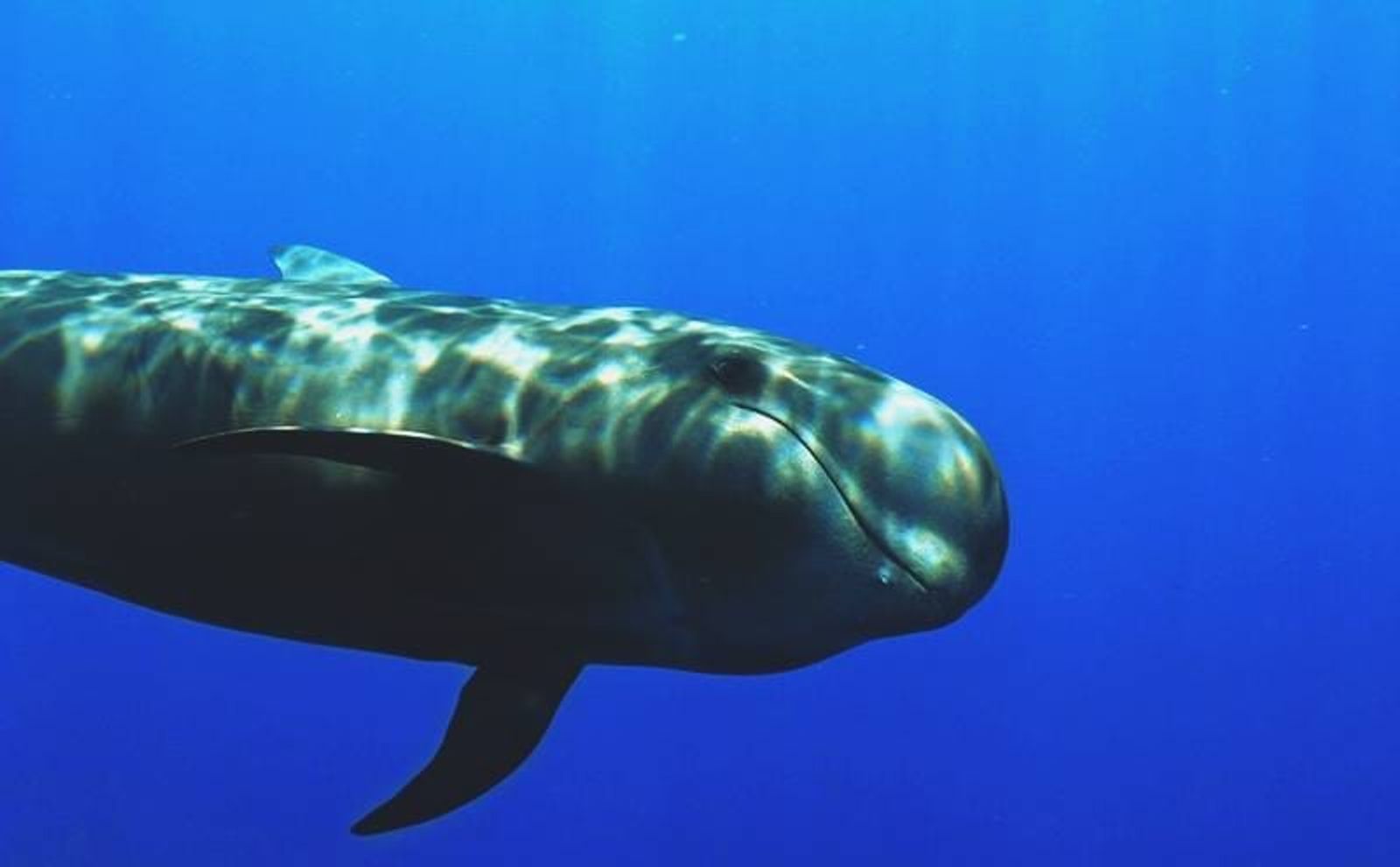 El International Ocean Film Tour llega a Lanzarote con una doble cita en Jameos del Agua