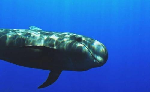 El International Ocean Film Tour llega a Lanzarote con una doble cita en Jameos del Agua