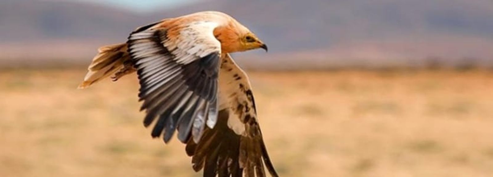 Un proyecto promueve la concienciación sobre la conservación del guirre en Lanzarote