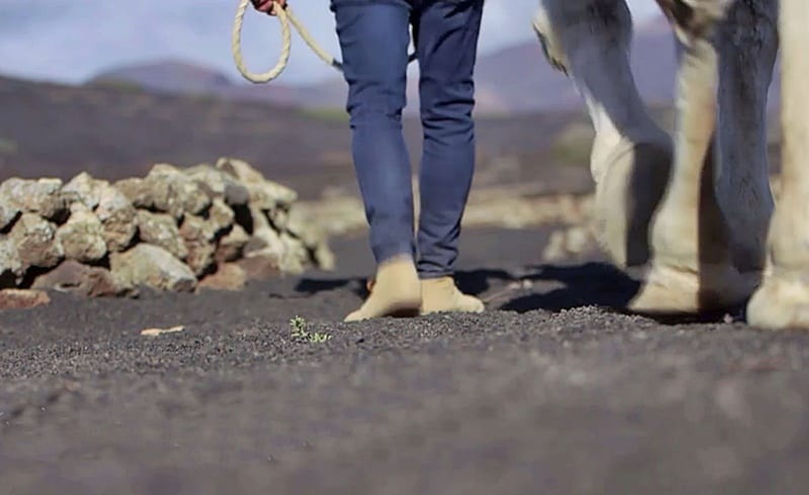 Yaiza promueve la declaración de los paseos a camello en Timanfaya como Patrimonio de Interés Social y Cultural
