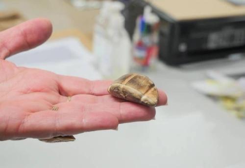 Nuevo material aborigen llega a Lanzarote