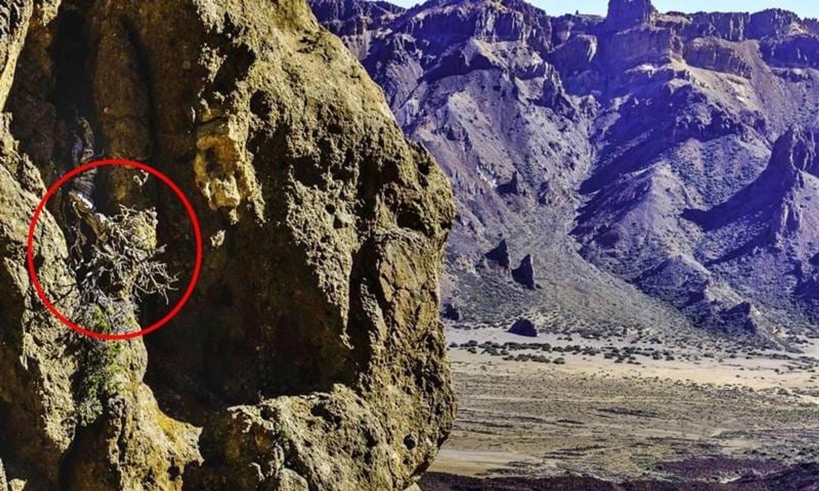 Un cedro del Teide, el árbol más antiguo de Europa