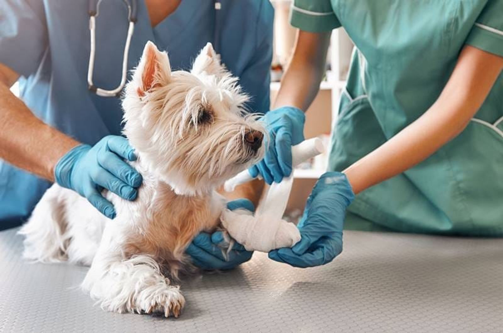 La Cámara de Lanzarote organiza un curso de auxiliar de clínica de veterinaria para jóvenes
