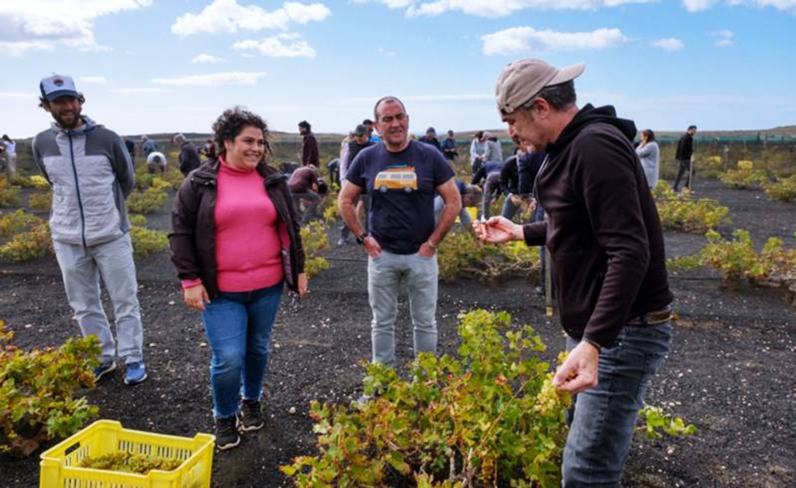 Lanzarote realiza la primera vendimia de invierno, un hito histórico en el hemisferio norte