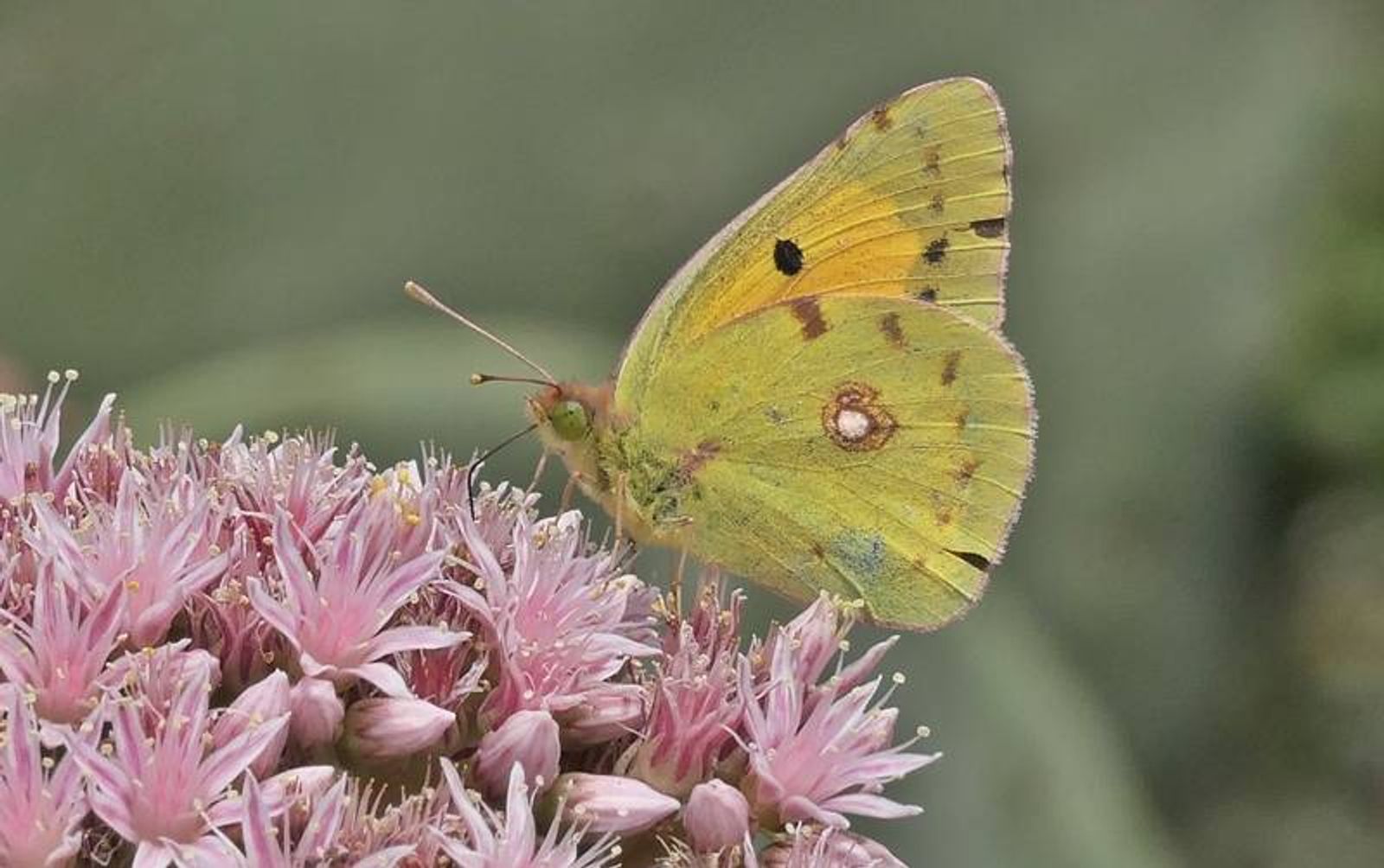 Las mariposas de Timanfaya, termómetros para averiguar la salud ambiental del ecosistema volcánico