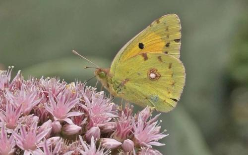 Las mariposas de Timanfaya, termómetros para averiguar la salud ambiental del ecosistema volcánico