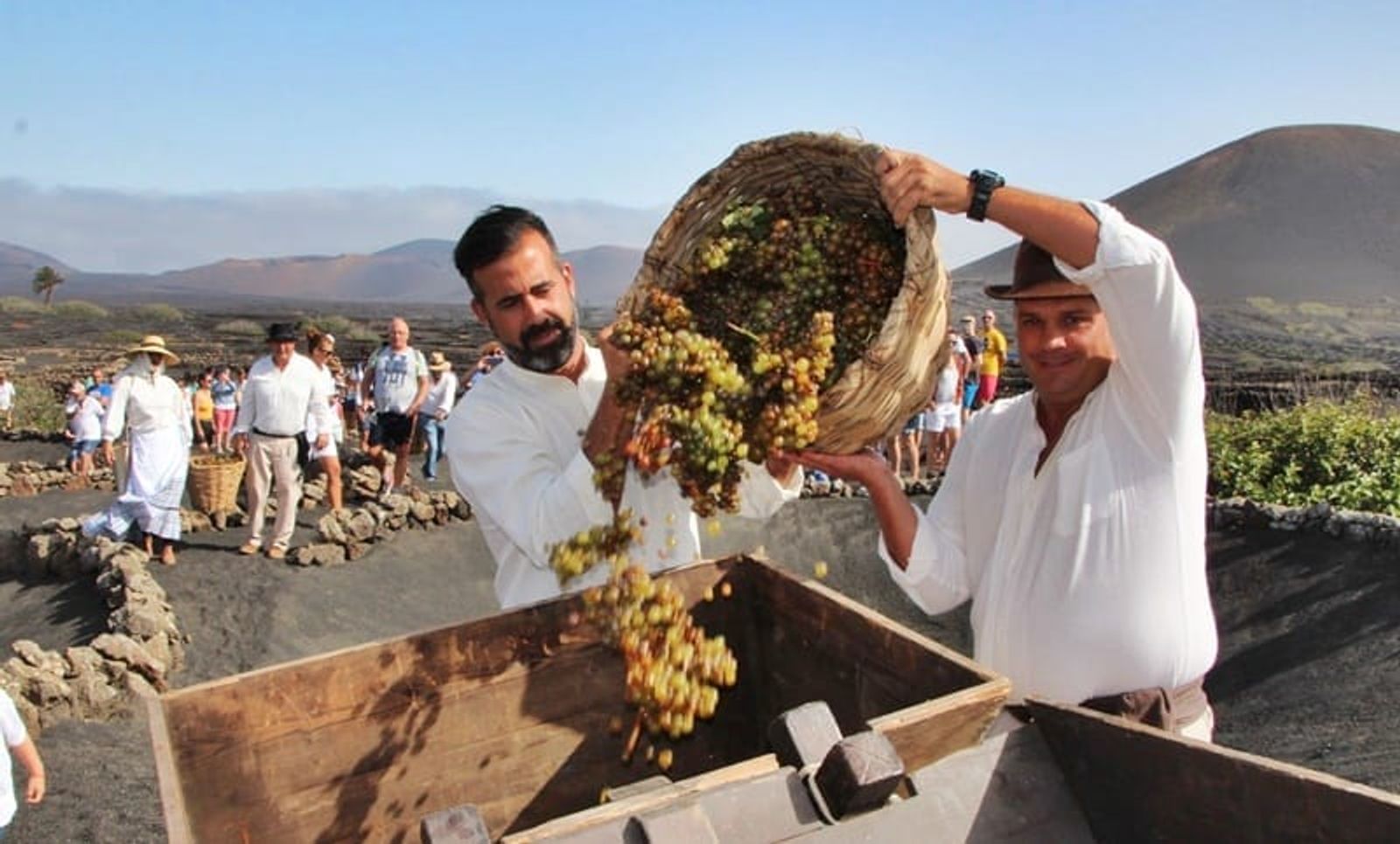 La Geria celebra su vendimia tradicional con varias actividades
