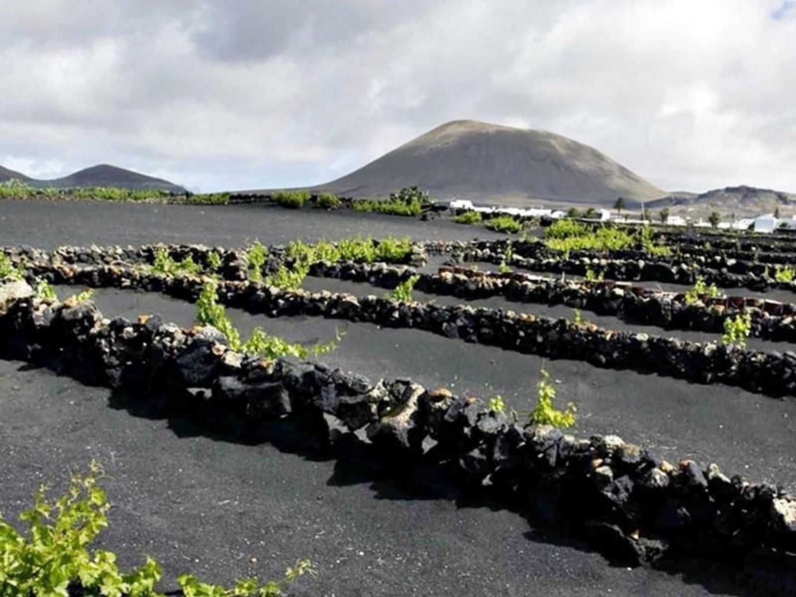 Un seminario en línea abordará este jueves la figura de los Parques Agrarios de Canarias