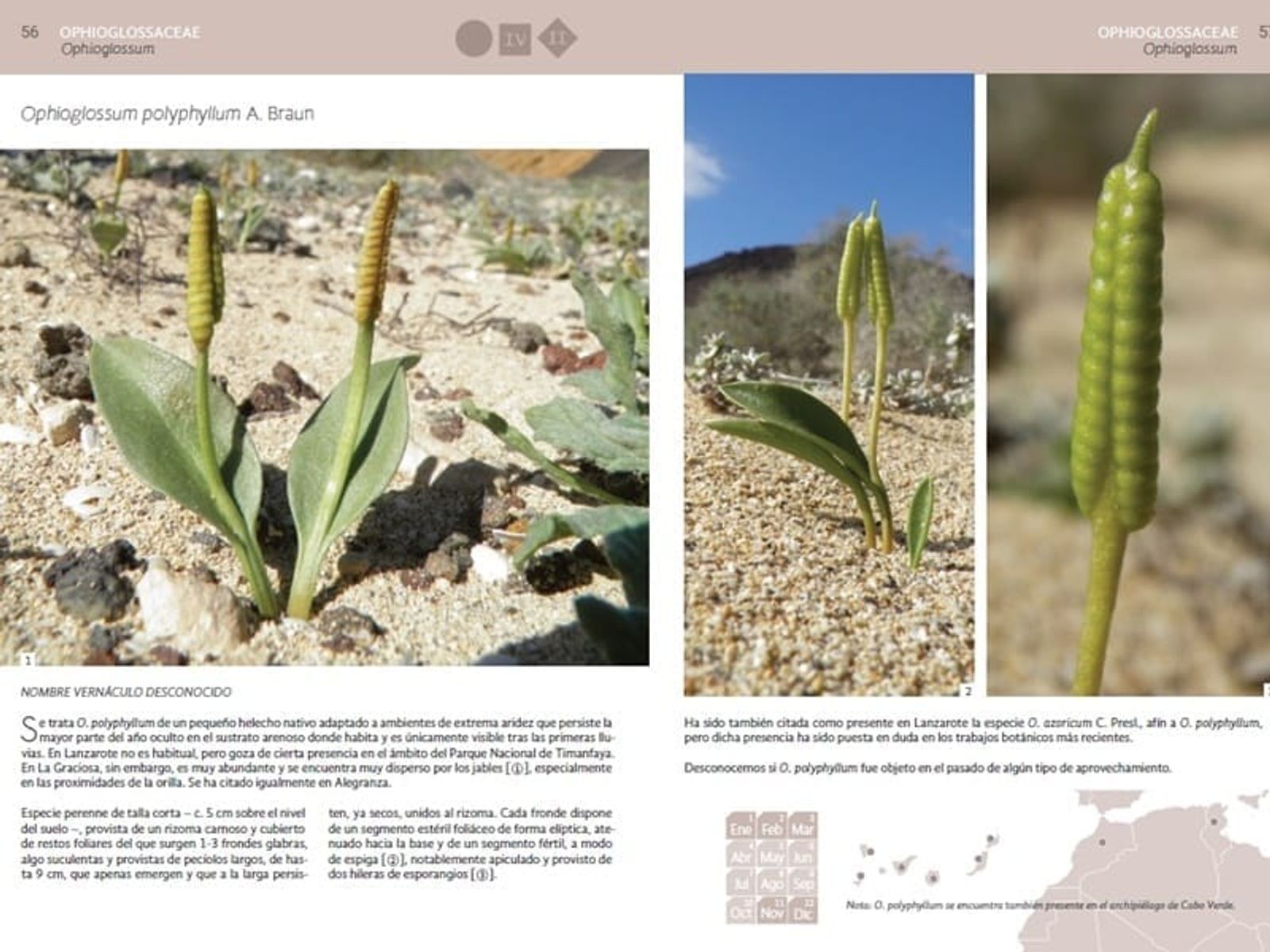 Una Guía Visual pone en valor los conocimientos sobre la flora de Lanzarote