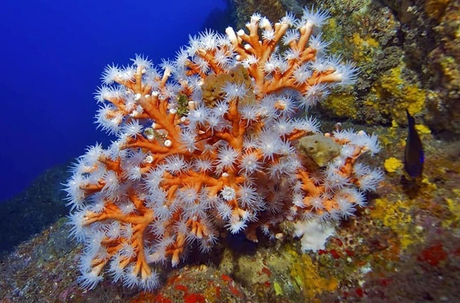 A estudio la conservación y diversidad de los corales de Canarias