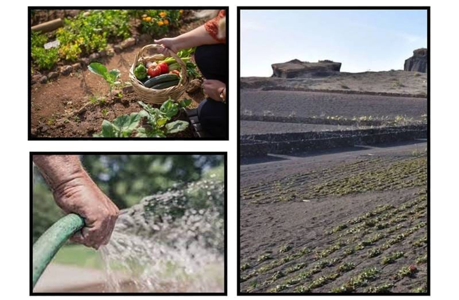 Plaza abierto para curso sobre planificación de cultivos de hortícolas