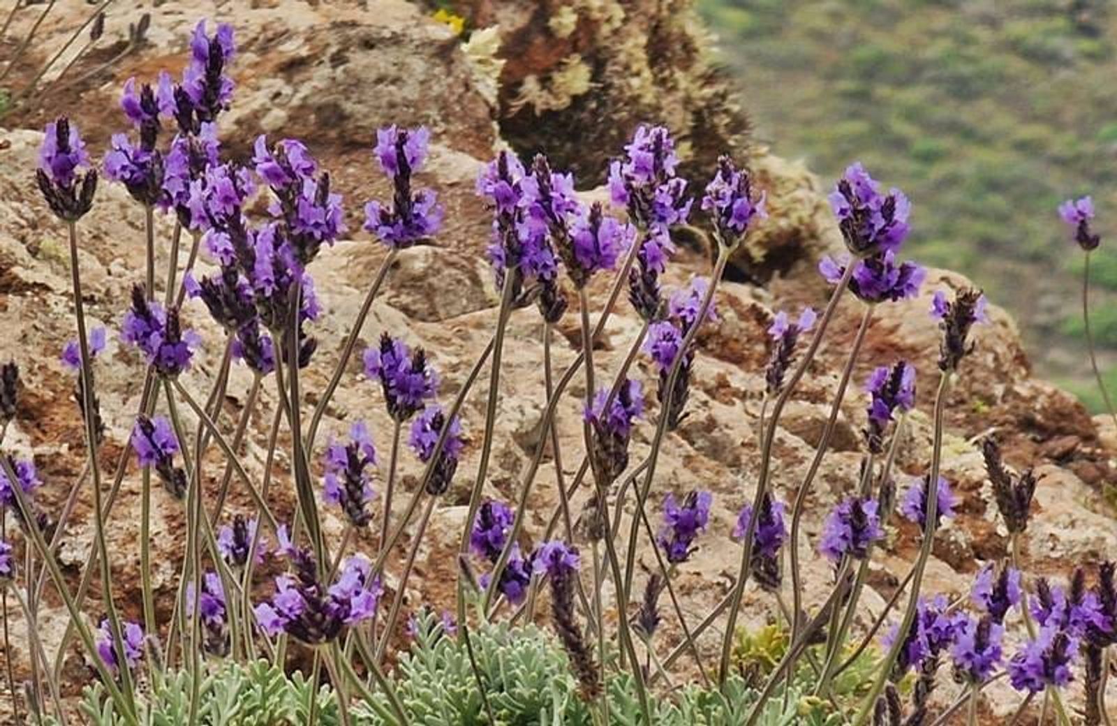 Un nuevo libro recoge los usos culturales de las yerbas en los campos de Lanzarote