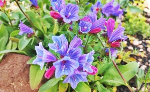 El violeta inesperado que adorna estos días Lanzarote