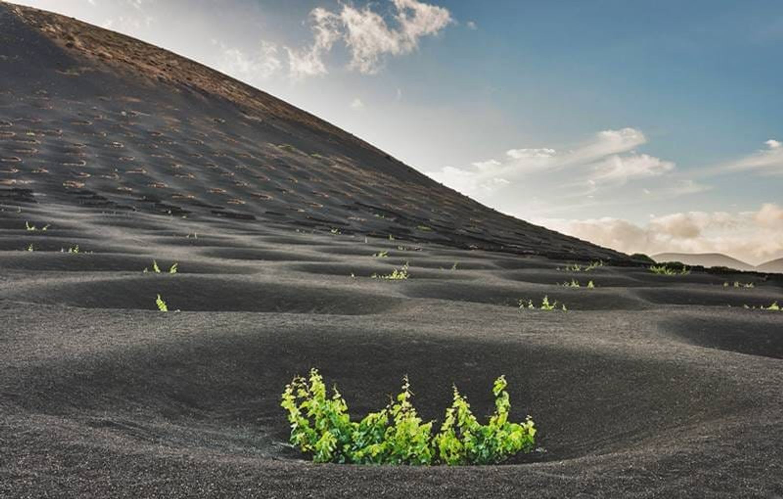 Da sus primer pasos ‘Malvasía’, una serie de ficción en torno al mundo del vino en Lanzarote