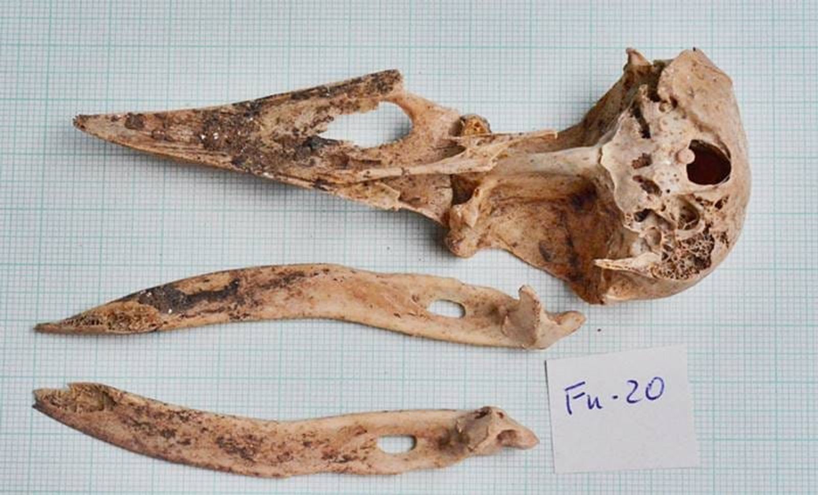 A estudio las aves de la época aborigen en Canarias