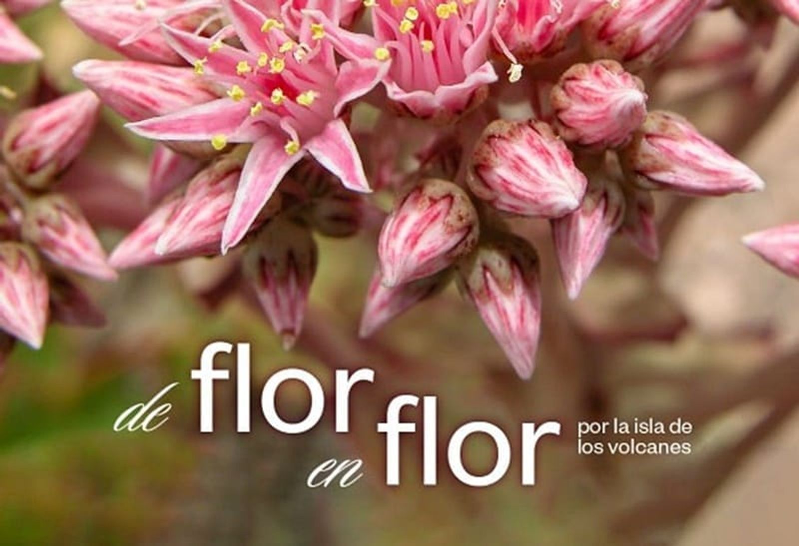 ‘De flor en flor por la isla de los volcanes’, taller en línea sobre la flora de Lanzarote