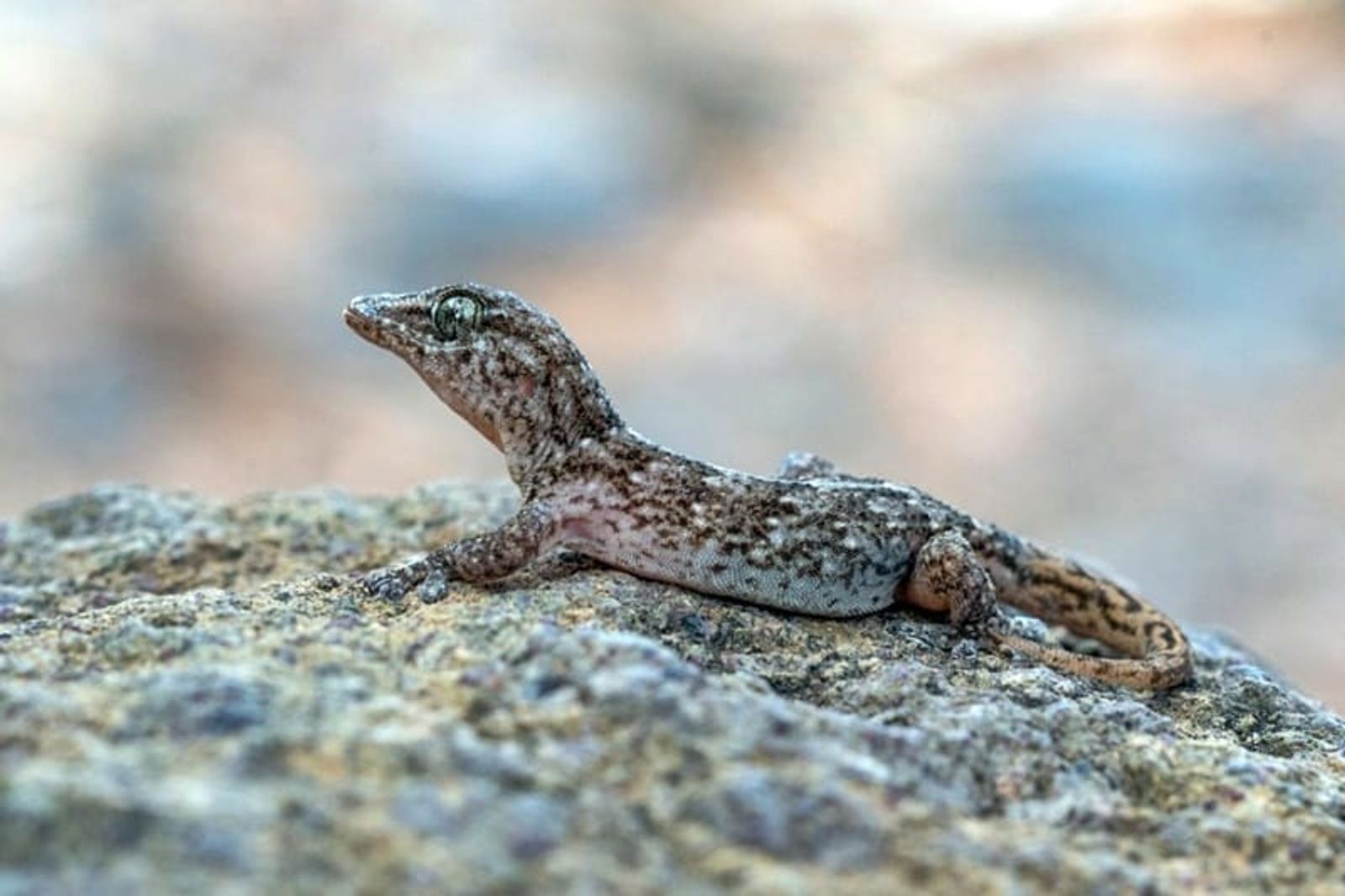 El Banco de Datos de la Biodiversidad de Canarias supera las 24.400 especies registradas