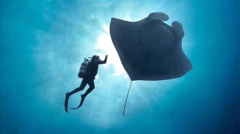 mantarraya oceano