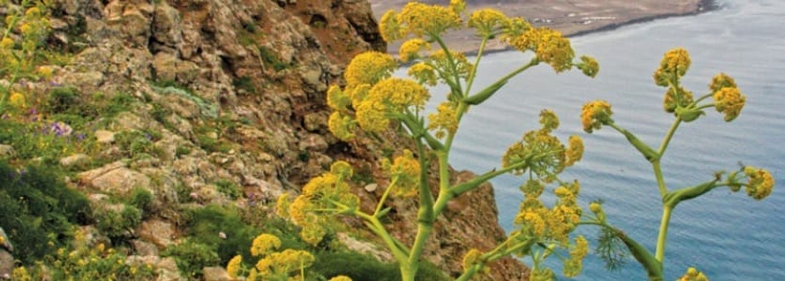 ‘Tapiz de vocablos’, un diccionario que vincula la naturaleza con la humanidad desde Lanzarote