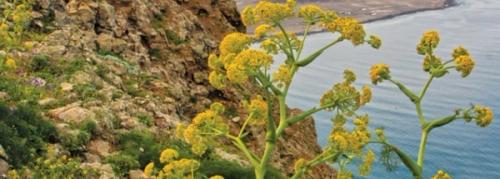 ‘Tapiz de vocablos’, un diccionario que vincula la naturaleza con la humanidad desde Lanzarote