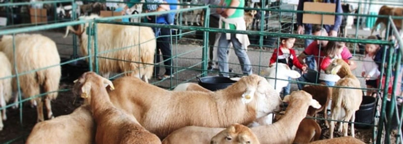 Uga reúne ganado, tradición y actividades para todos los públicos en su feria anual