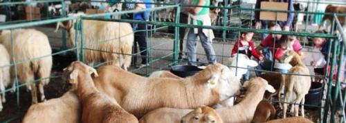 Uga reúne ganado, tradición y actividades para todos los públicos en su feria anual