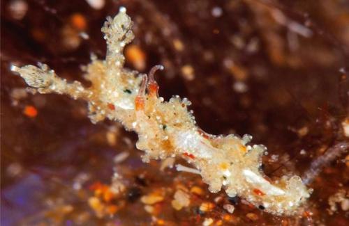 Lomanotus tias, la nueva especie marina descubierta en Puerto del Carmen