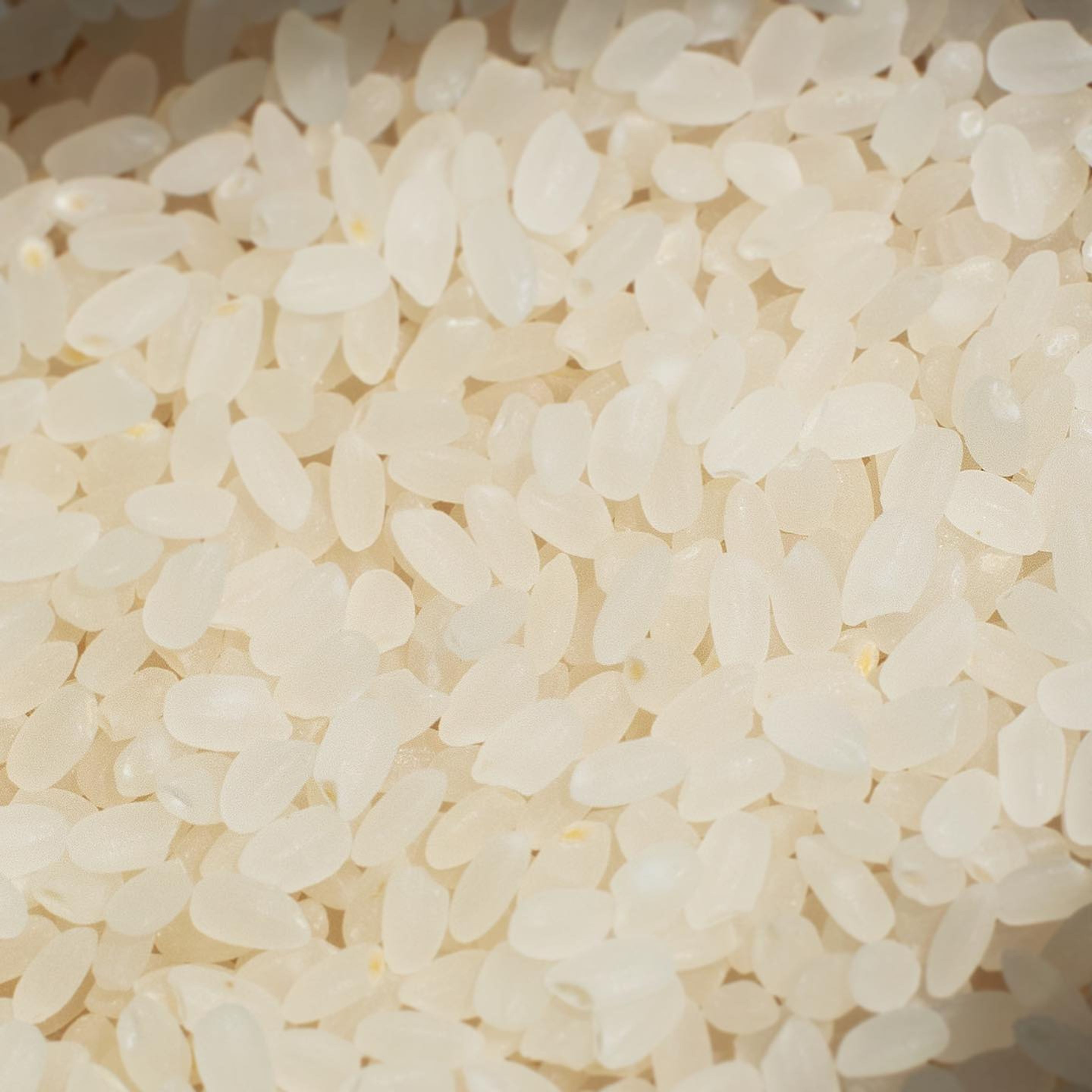 Close up of Tsuyahime Rice