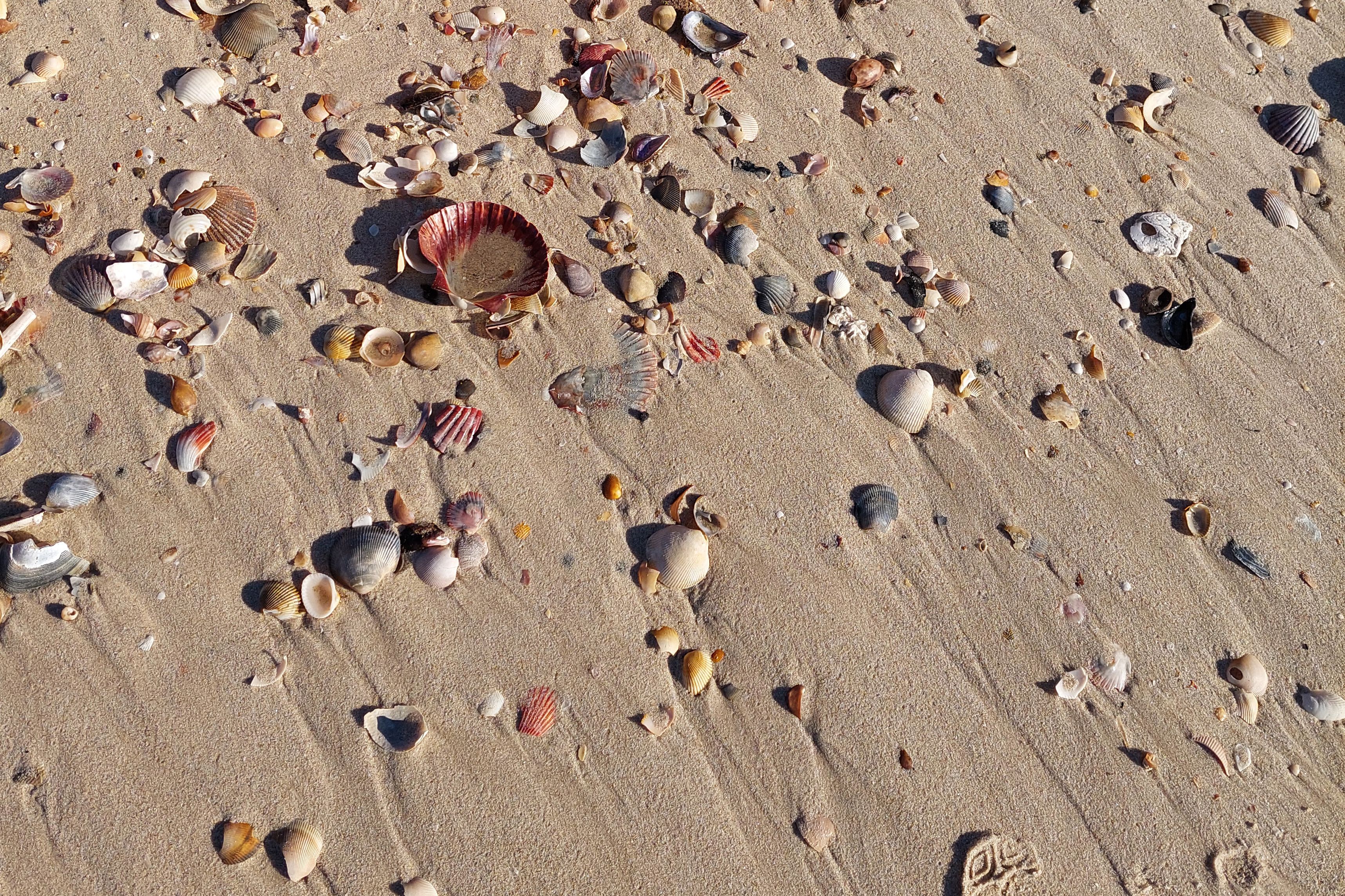 Shells on the beach at Yarra Bay Beach at La Perouse, Sydney