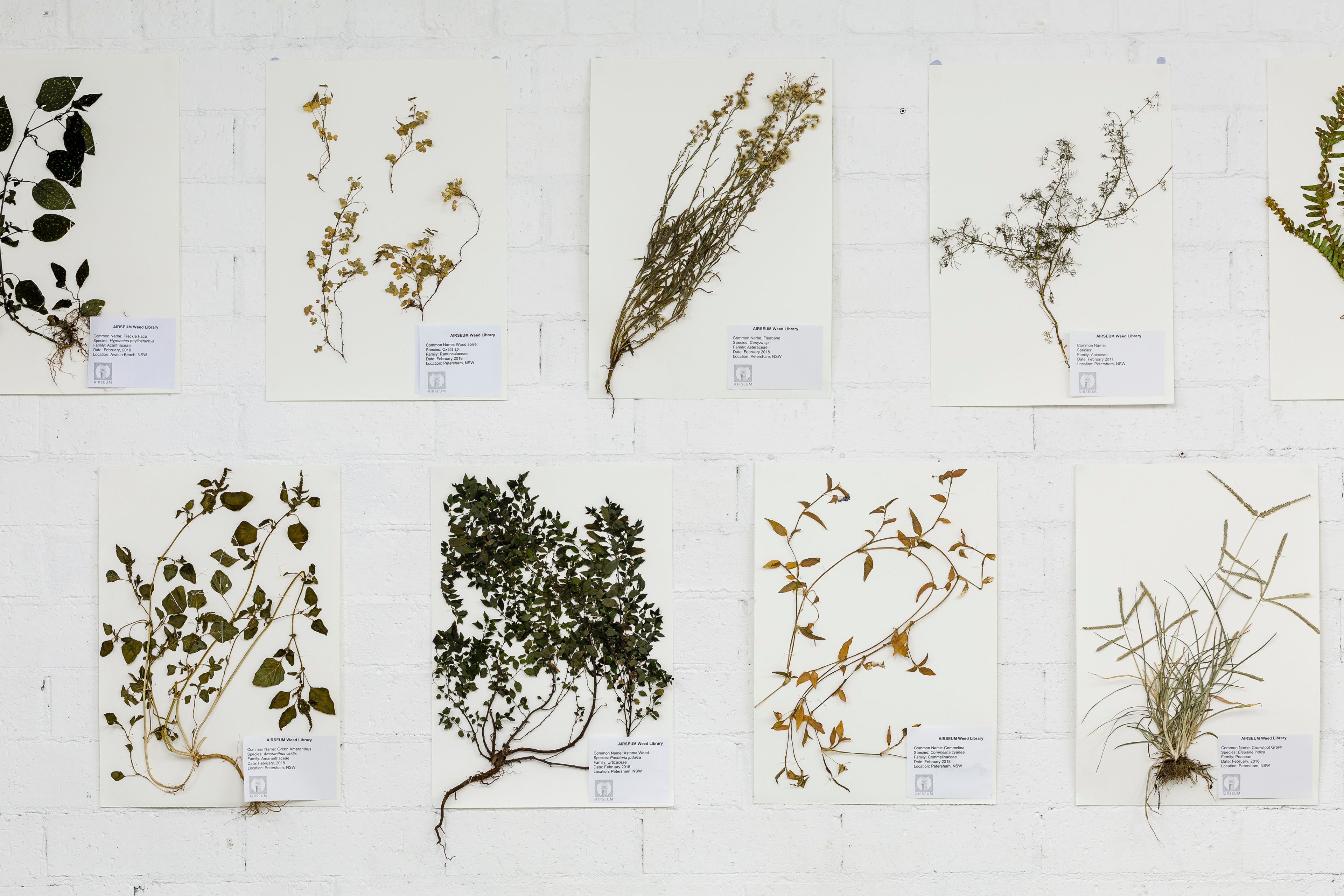The Community Ecologies exhibition explores Randwick’s urban forests through participatory art, community storytelling and ecology