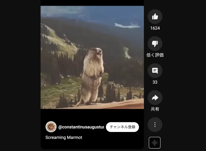 screaming marmot
