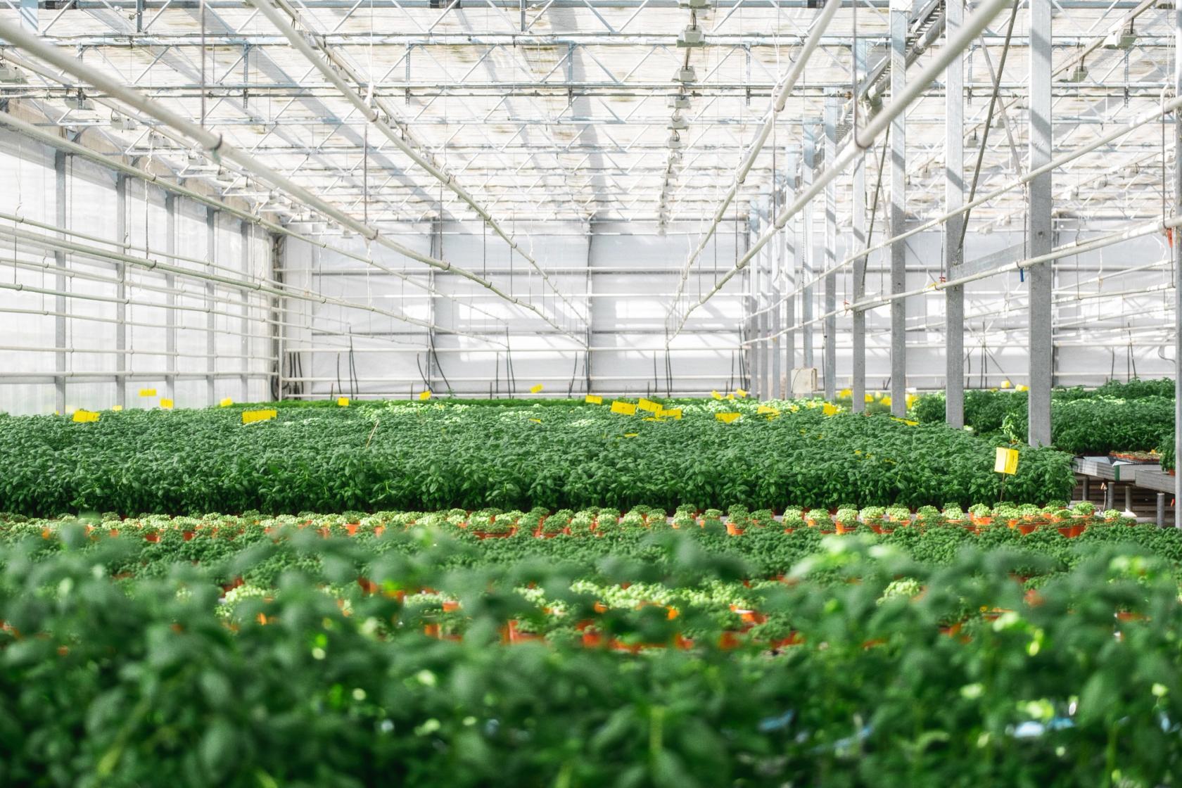 I dag dyrker Kryddergarden over 40 ulike sorter i et 3.500 kvm stort drivhus. 