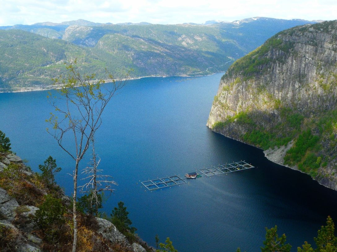 Blant de bratte fjellene og de flotte fossene i Kjaura får Sterling frem den fineste kveita du finner i butikken.