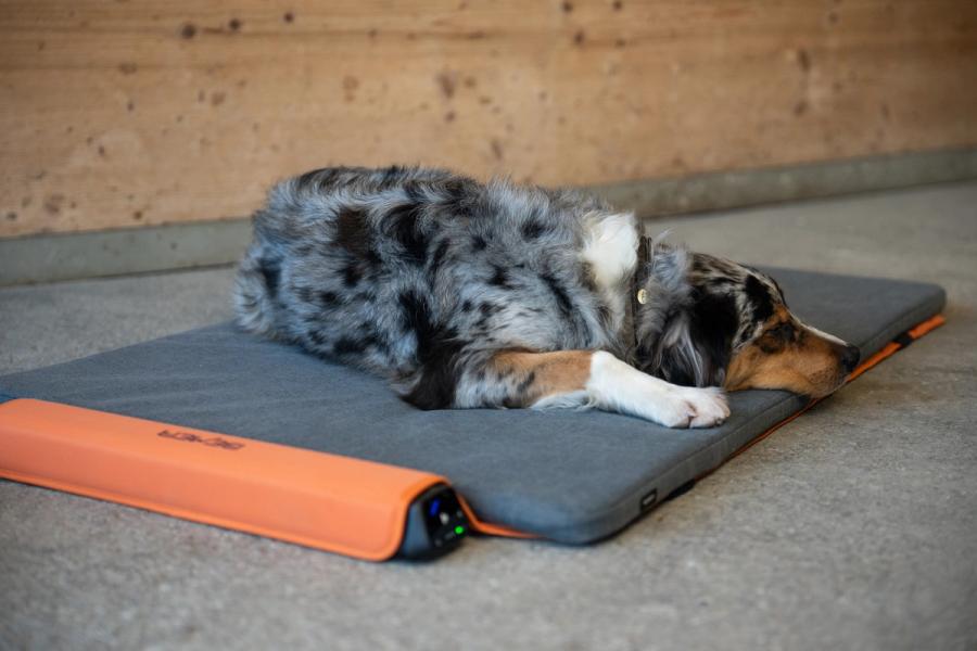 BEMER Dog Comfort