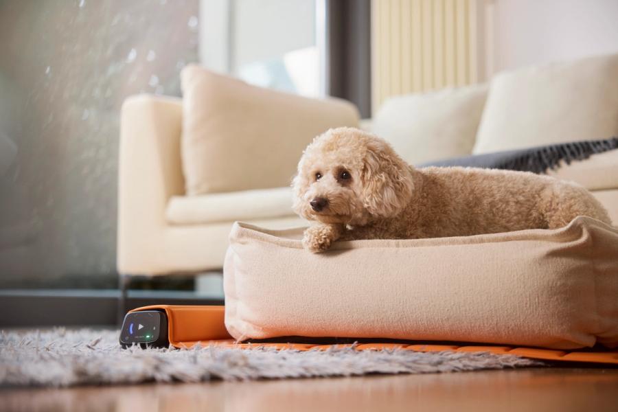 BEMER Dog Basic