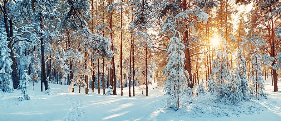 Winter Wedding Ideas | Plan Your Winter Wonderland Wedding