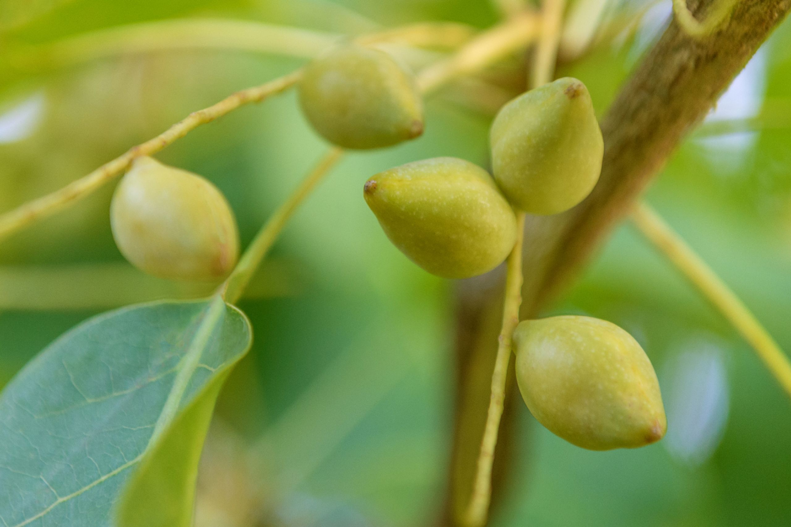 Antipodes Blog Benefits of vitamin C for skin