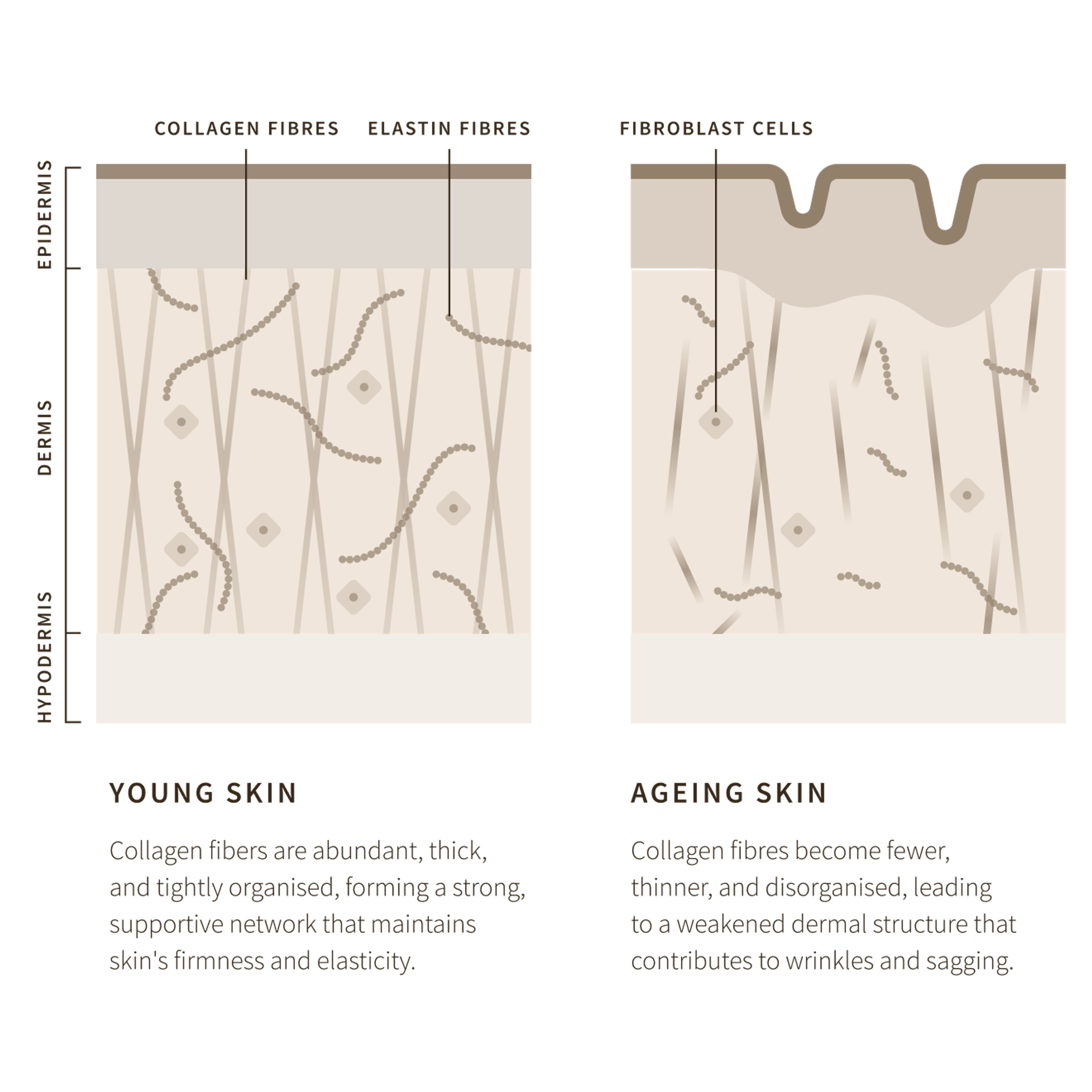Collagen Banking for Smoother, Younger Skin | Antipodes