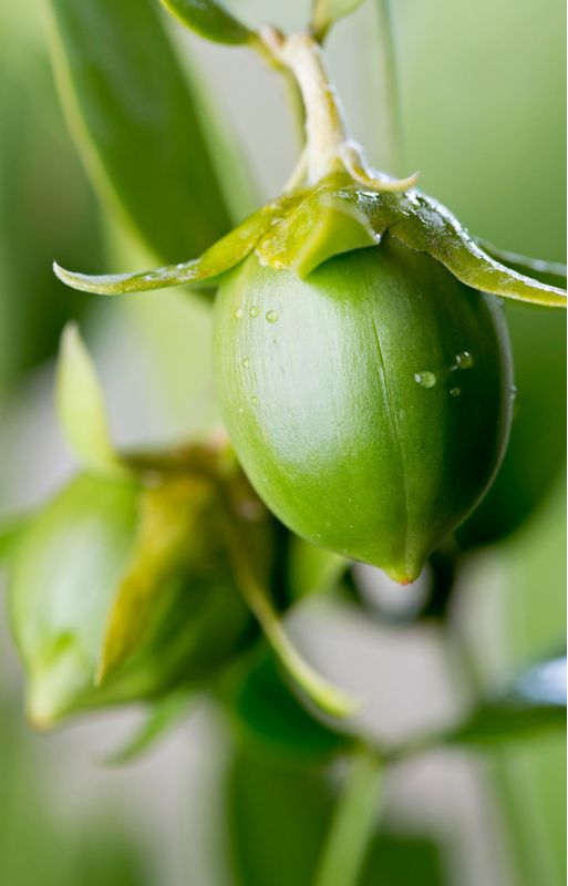 Jojoba Beads