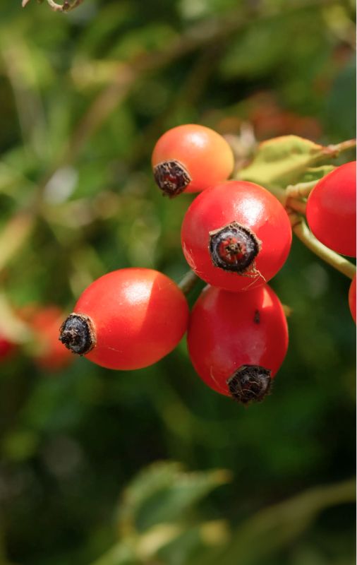 Rosehip Beads