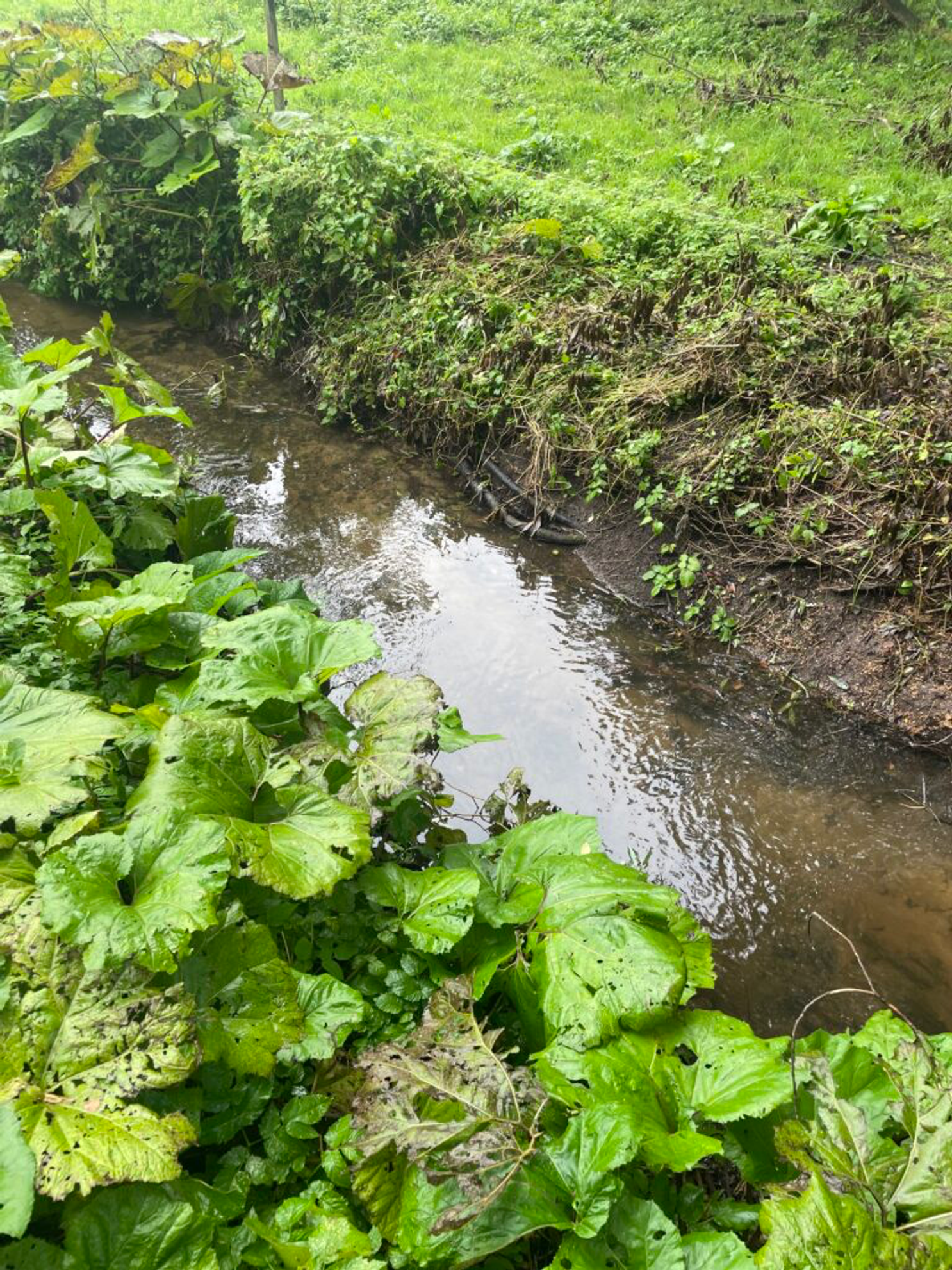 a creek with foliage on both sides