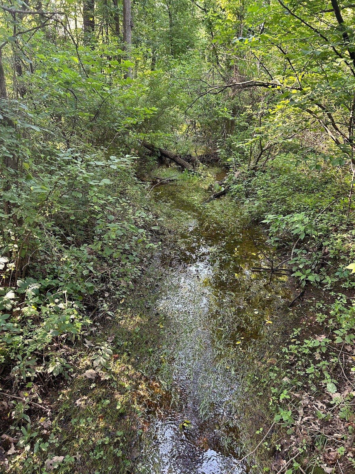 A stream surround by thick dense green foliage