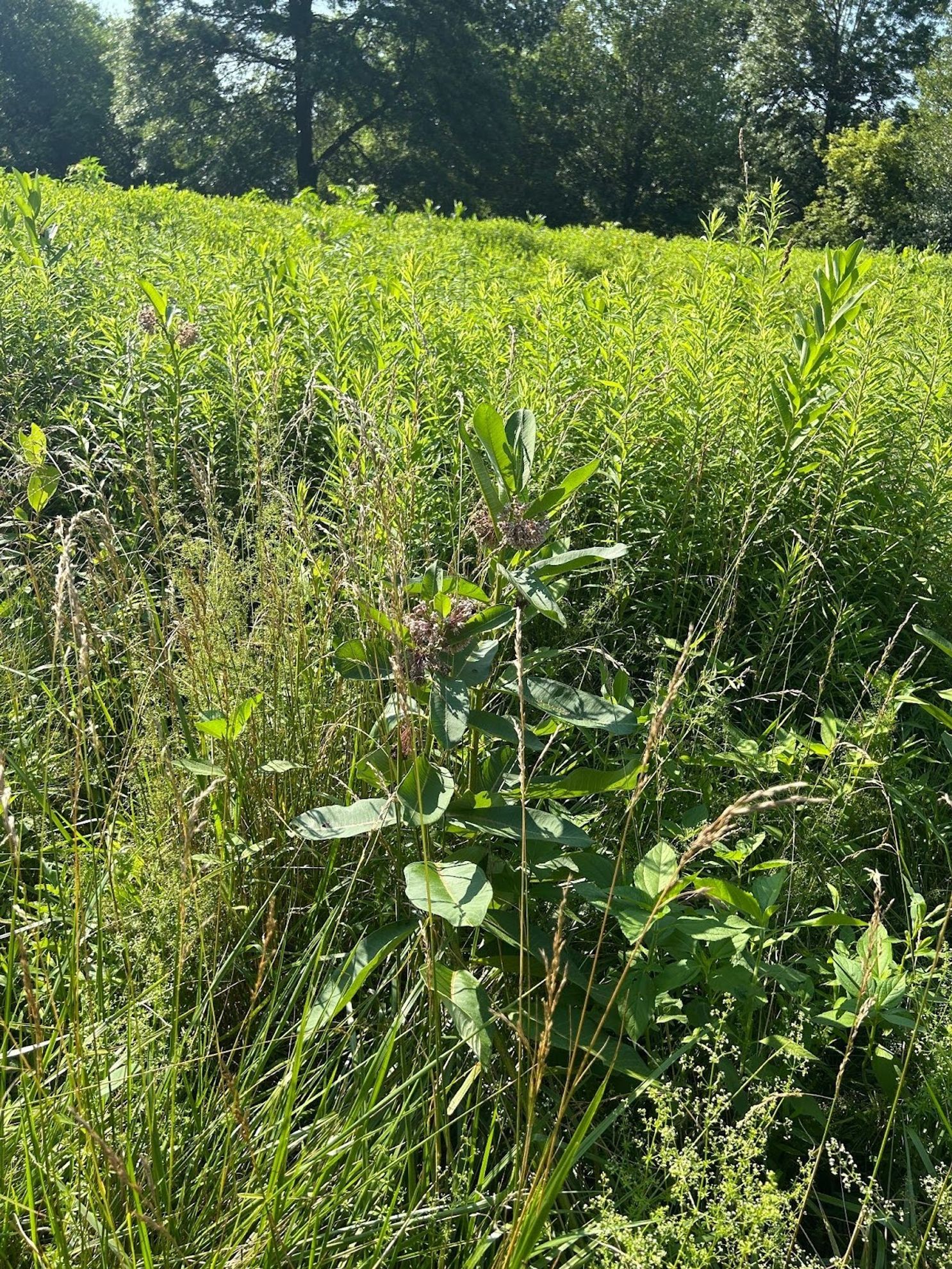 A close up shot of a tall leafy green plant with small pink flowers in a field.