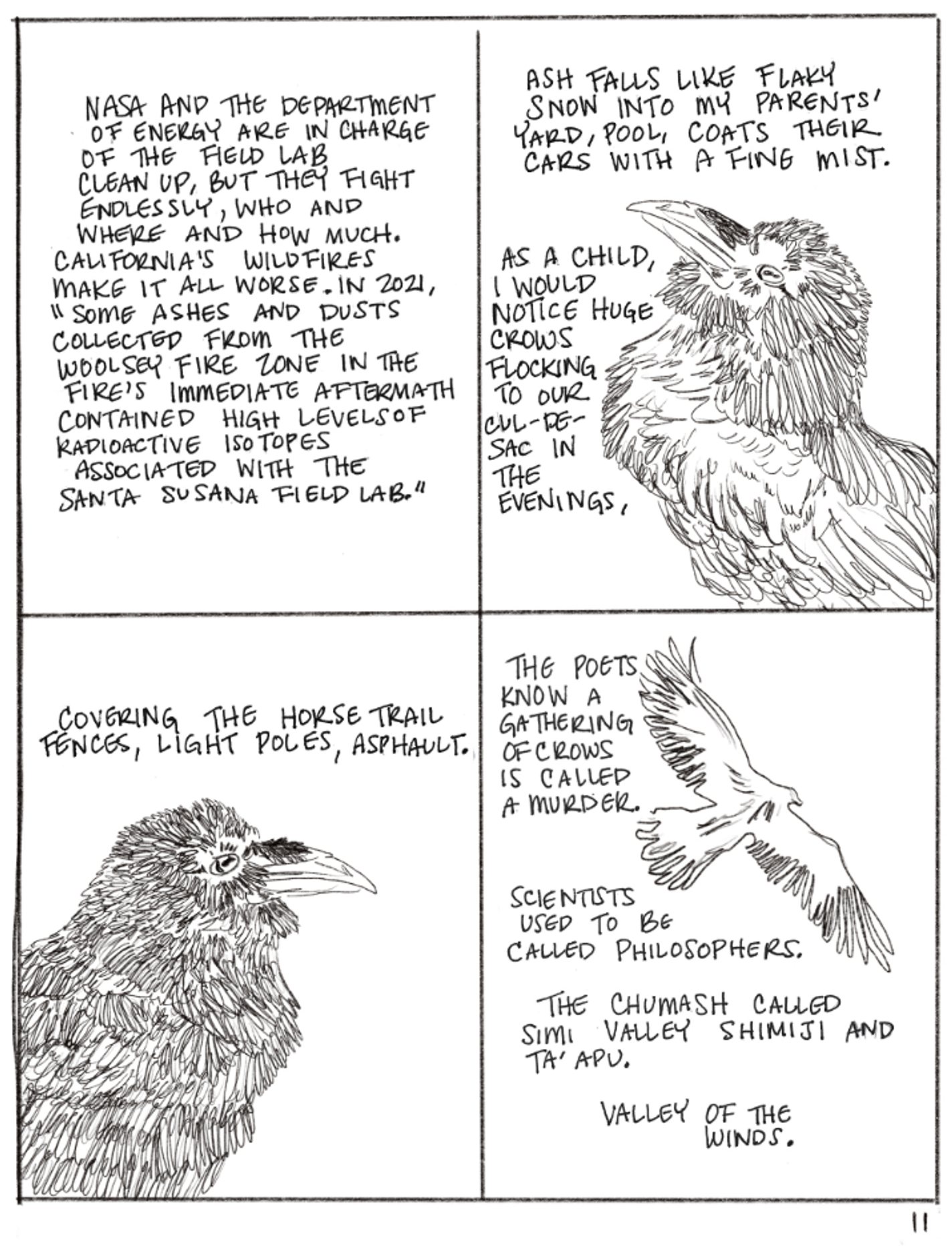 This page is divided into fourths. The first has no drawing, and the remaining three all show a bird, sometimes still, sometimes in flight. The text reads, "NASA AND THE DEPARTMENT OF ENERGY ARE IN CHARGE OF THE FIELD LAĐ’ CLEAN UP, BUT THEY FIGHT ENDLESSLY, WHO AND WHERE AND HOW MUCH. CALIFORNIA'S WILDFIRES MAKE IT ALL WORSE. IN 2021, SOME ASHES AND DUSTS COLLECTED FROM THE WOOLSEY FIRE ZONE IN THE FIRE'S IMMEDIATE AFTERMATH CONTAINED HIGH LEVELS OF RADIOACTIVE 1SO TOPES ASSOCIATED WITH THE SANTA SUSANA FIELD LAB." ASH FALLS LIKE FLAKY SNOW INTO MY PARENTS' YARD, POOL, COATS THEIR CARS WITH A FINE MIST. AS A CHILD, I WOULD NOTICE HUGE CROWS FLOCKING TO OUR CUL-DE-SAC IN THE EVENINGS, COVERING THE HORSE TRAIL FENCES, LIGHT POLES, ASPHALT. THE POETS KNOW A GATHERING OF CROWS IS CALLED A MURDER. SCIENTISTS USED TO BE CALLED PHILOSOPHERS. THE CHUMASH CALLED SIMI VALLEY SHIMIJI AND TA'APU. VALLEY OF THE WINDS."