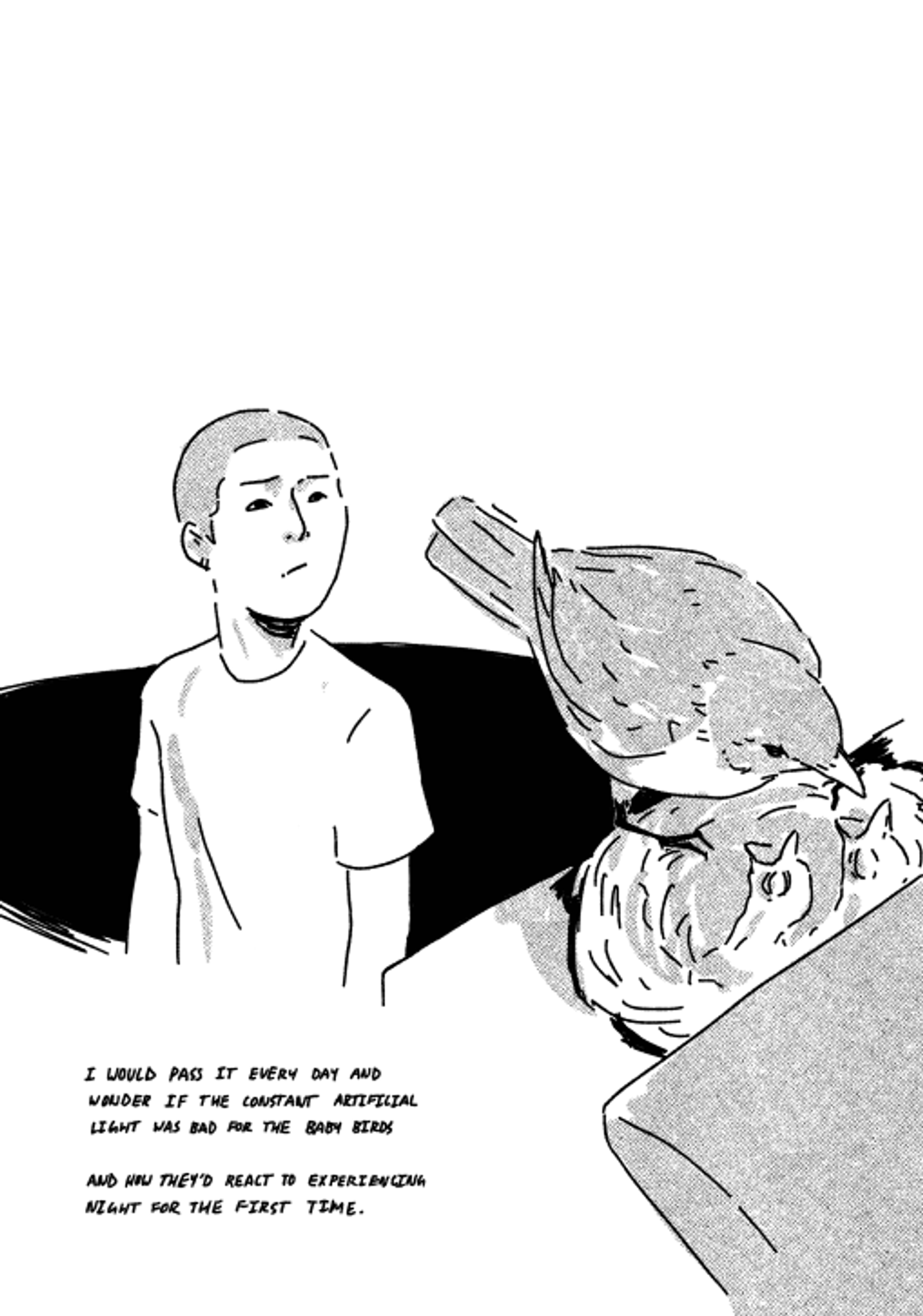 This shows another angle of the next, a short haired human watching the birds, a large shadow behind them. The text says, "I WOULD PASS IT EVERY DAY AND WONDER IF THE CONSTANT artificial LIGHT WAS BAD FOR THE BABY BIRDS AND HOW THEY'D REACT TO EXPERIENCING NIGHT FOR THE FIRST TIME."