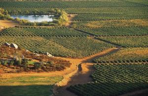 El Valle de Guadalupe: Un tesoro vitivinícola y destino gastronómico en México