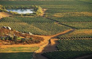 El Valle de Guadalupe: Un tesoro vitivinícola y destino gastronómico en México