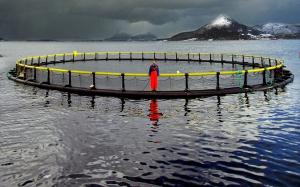 Salmoneras | Noruega apuesta al salmón ‘verde’ para conquistar el mundo, pero tiene un obstáculo: su conducta en Chile