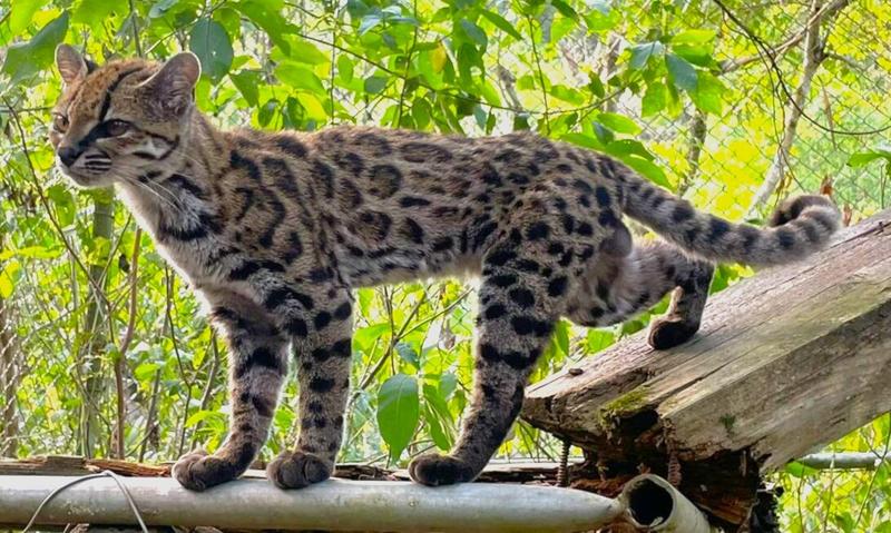 Leopardus tilcayo, nueva especie descubierta en las selvas de Bolivia