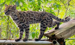 Leopardus tilcayo, nueva especie descubierta en las selvas de Bolivia